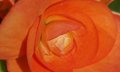 Beautiful Begonia.jpg