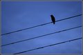 Birdie Silouette
