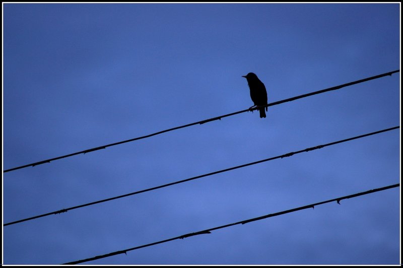 Birdie Silouette