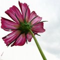 pink flower 