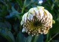 gerbera daisy in color
