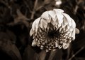 gerbera daisy in sepia