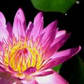 water lily -color