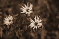 flowers 3