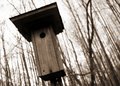 bird house at the woods