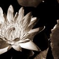 water lily- dark sepia square