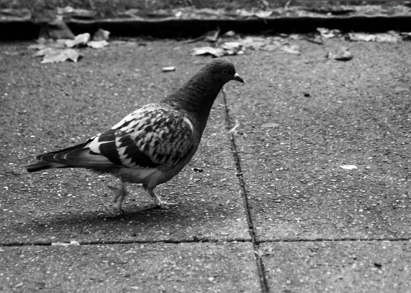week 28 - pigeon