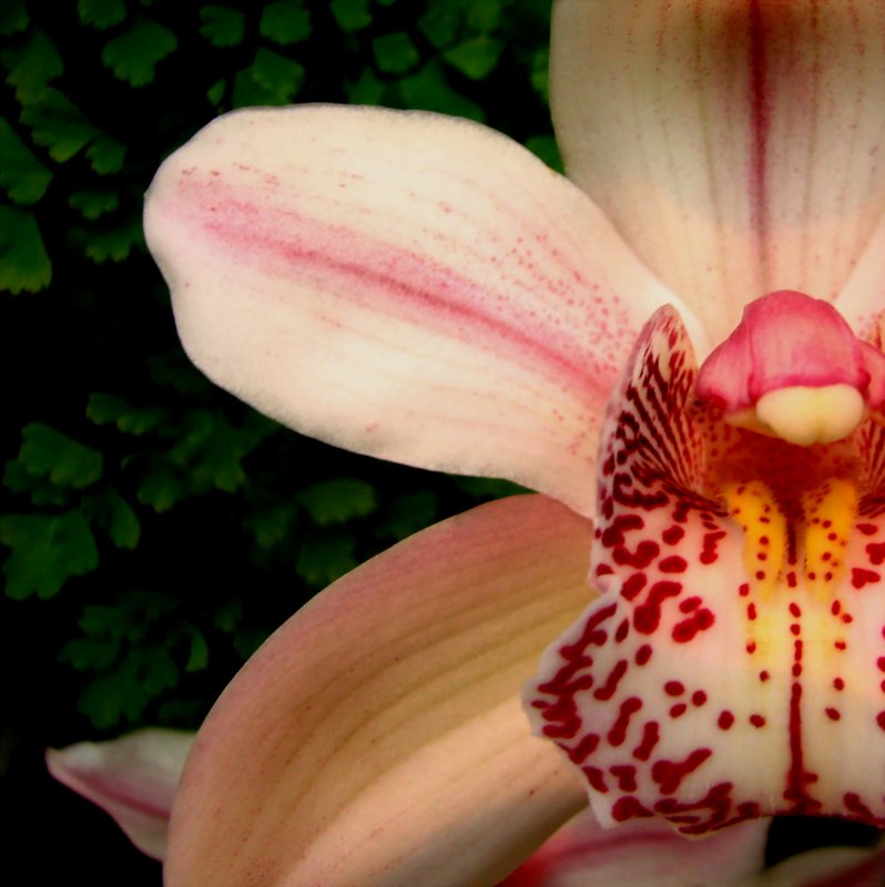 orchid 01