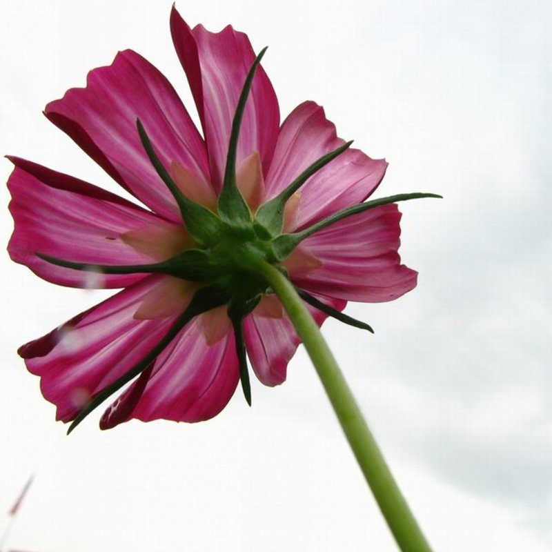 pink flower 