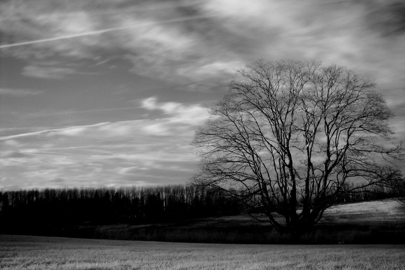 oak in winter