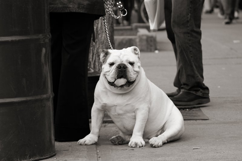 week 10 - pooch
