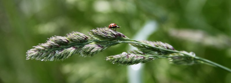 week 21 - ladybug