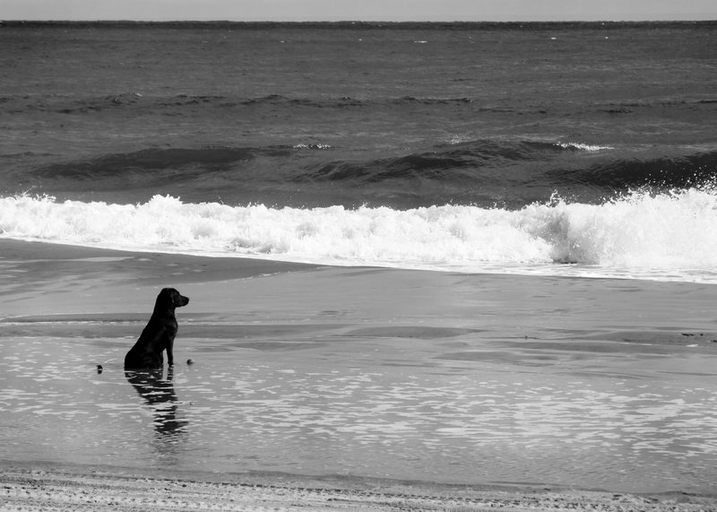week 42 - sitting dog