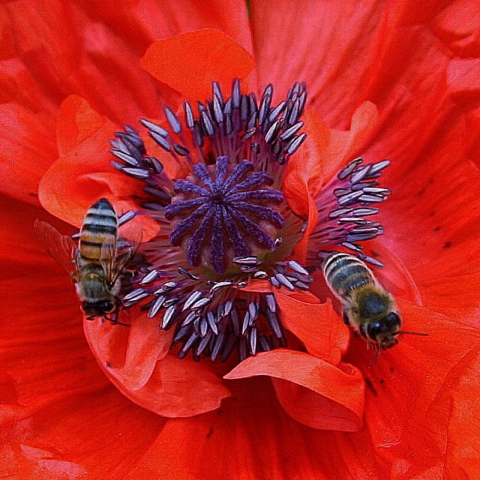 Poppy Pollen Propagation.jpg