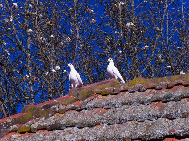 hamilton-gardens---doves.jpg
