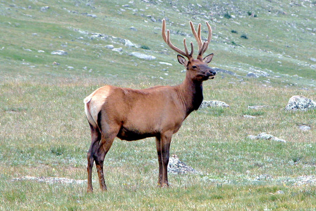 Majestic elk.jpg