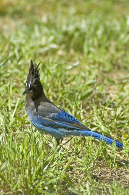 Magnificent Stellar Jay