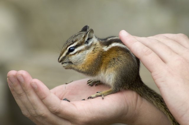 Petting the chipmunk
