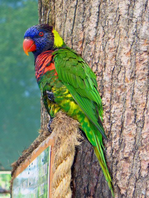 Pretty African parrot.jpg