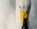 Swan