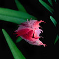 The Little Devil Visited My Garden Again