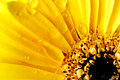 Sunshine