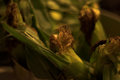 Corn