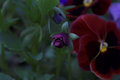 Ready to Bloom