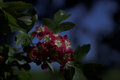 Flowering Tree