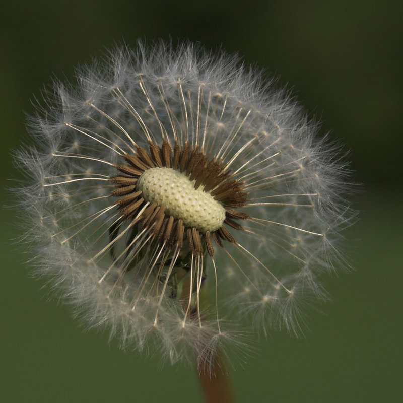 Gone with the Wind