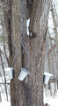 ' . substr('//images.dpchallenge.com/images_portfolio/55000-59999/59029/120/Copyrighted_Image_Reuse_Prohibited_1054768.jpg', strrpos('//images.dpchallenge.com/images_portfolio/55000-59999/59029/120/Copyrighted_Image_Reuse_Prohibited_1054768.jpg', '/') + 1) . '