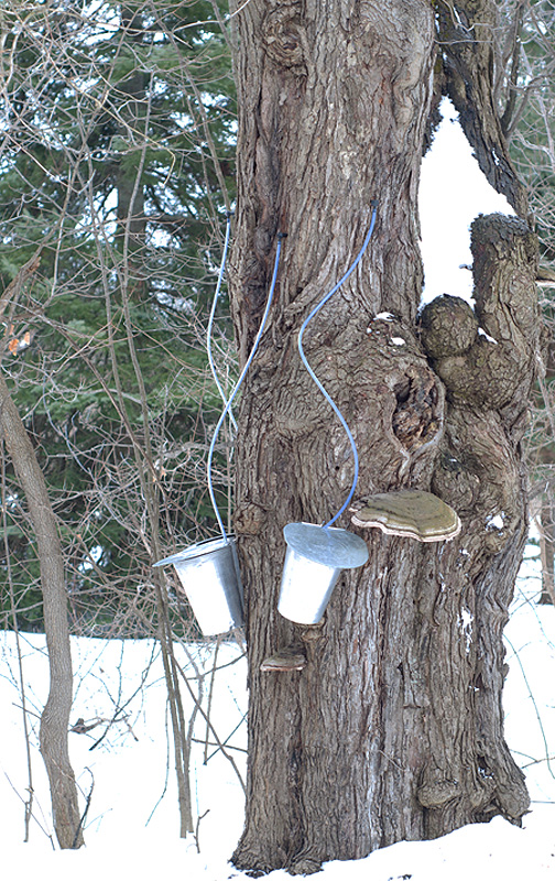 tree#4t