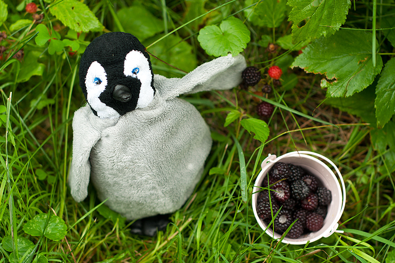Lostberries1