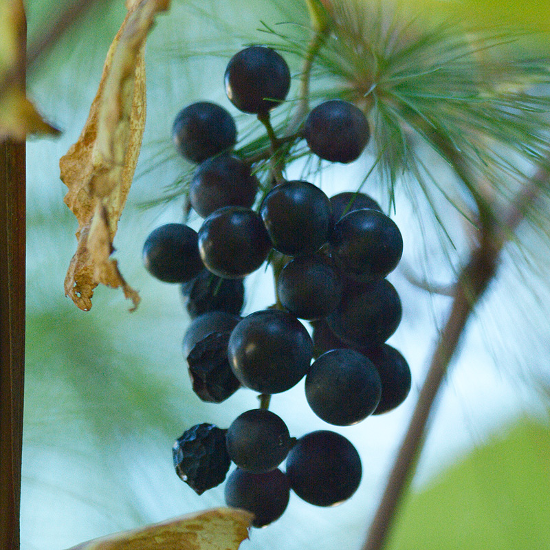 grapepine