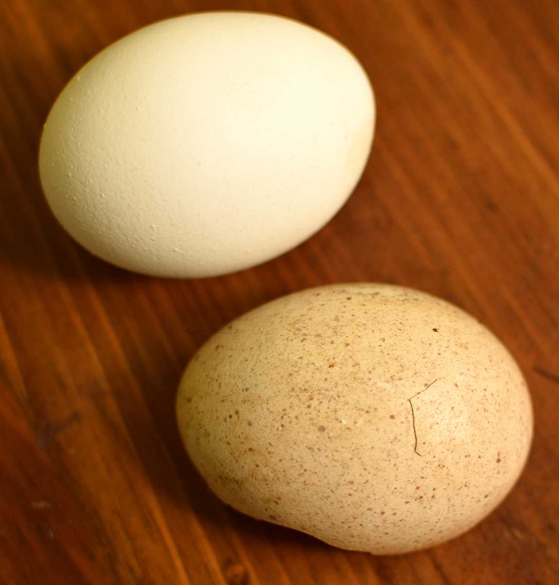 brokenegg1