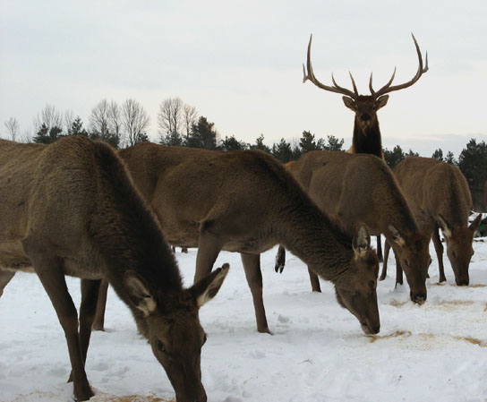 stag.jpg