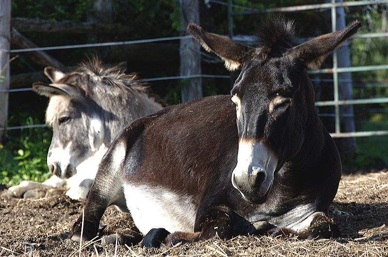 donkeys.jpg