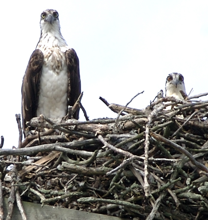 osprey1.jpg
