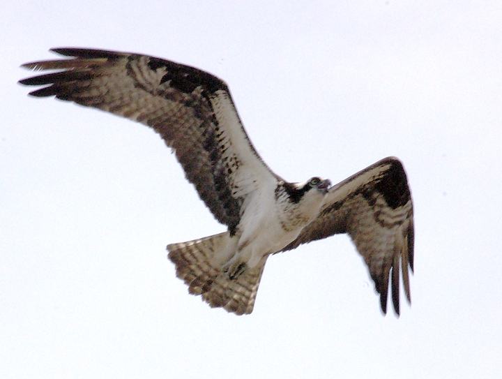 Osprey2.jpg