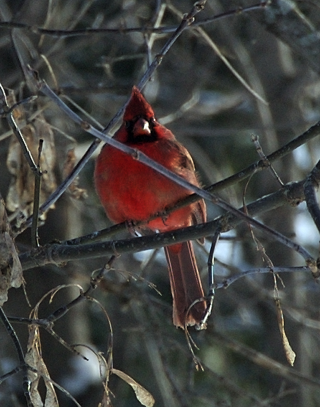 I AM A WILD BIRD!