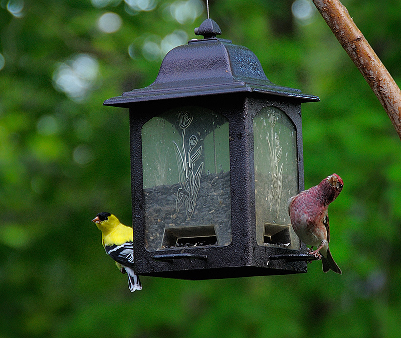 Goldhousefinch