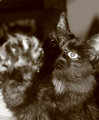 NO Photos Please