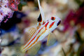 fishSM.jpg