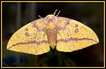moth1sm.jpg
