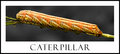 catapiller2sm.jpg