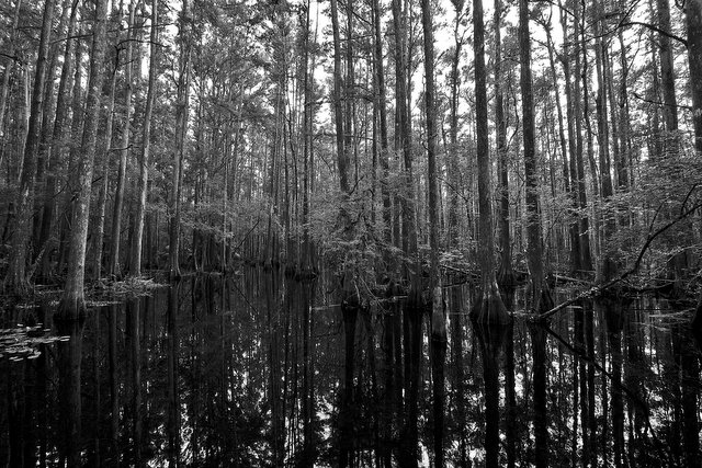 swamp15