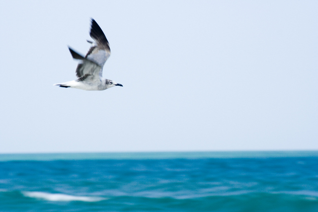 seabird1