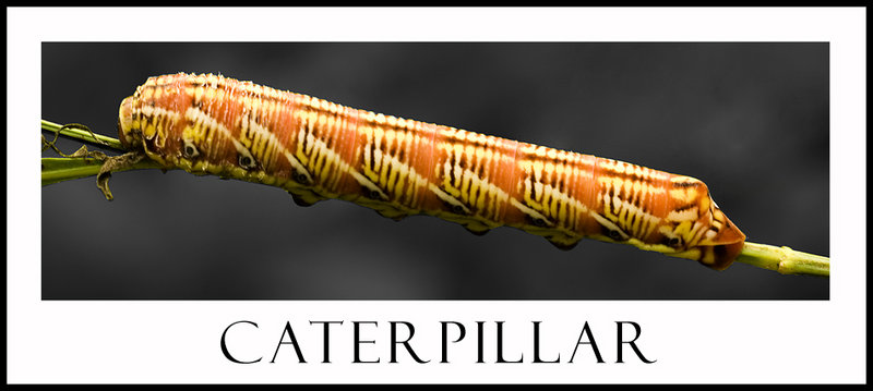 catapiller2sm.jpg