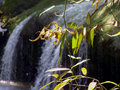 YS Falls, Jamaica