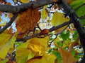 Fall Colors